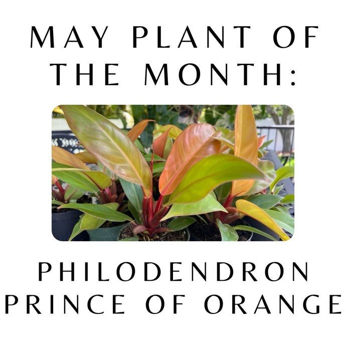 May Plant of the Month