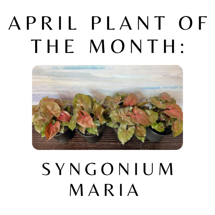 April Plant of the Month - Syngonium 'Maria'