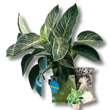 Load image into Gallery viewer, Philodendron Birkin Box
